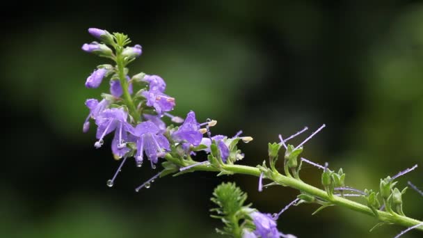 Purple flowers in the rain — Stok Video