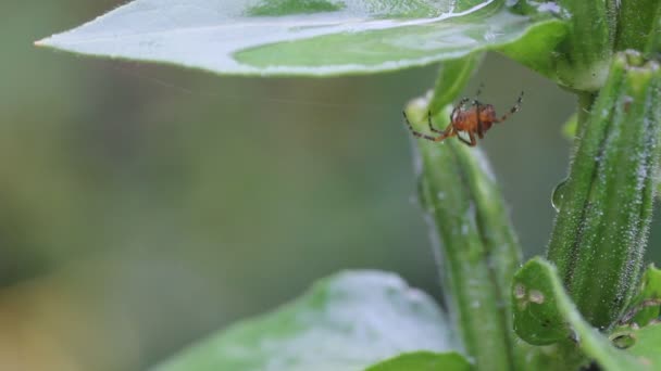 Araignée à l'abri de la pluie 
