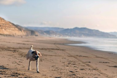 Parson Russell Terrier hızı ile çalışan