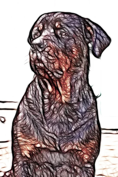 Abbildung eines erwachsenen männlichen Rottweilers — Stockfoto