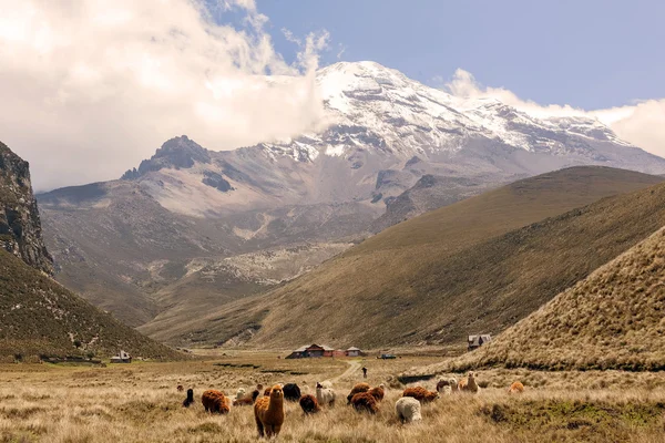 Llamas a los pies del volcán Chimborazo — Foto de Stock