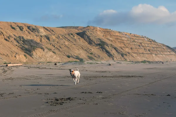 Jack Russell Terrier Corriendo con velocidad — Foto de Stock