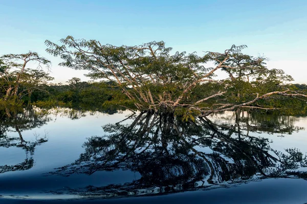 Vody stromy v Laguna Grande — Stock fotografie