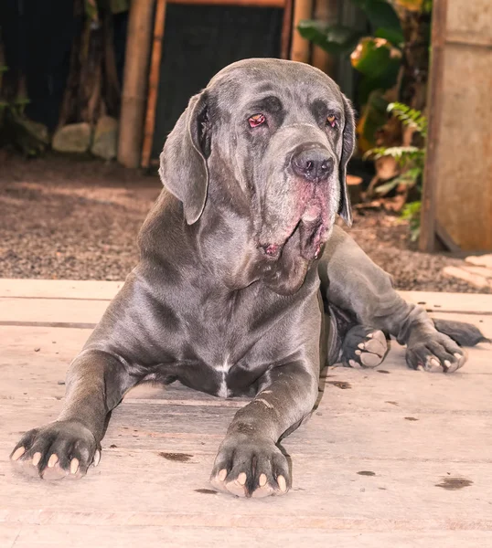 Napolitansk Mastiff vuxen hund — Stockfoto
