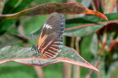 Kırılgan kırmızı sığır kelebek kalp