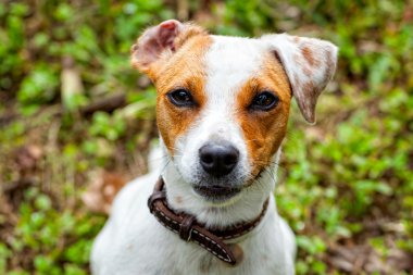 sevimli küçük köpek jack russell terrier 