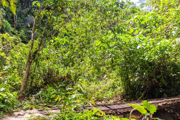 Rostliny v amazonské džungli — Stock fotografie