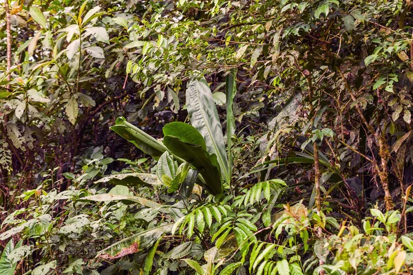 Tropisk regnskog, Amazonia — Stockfoto