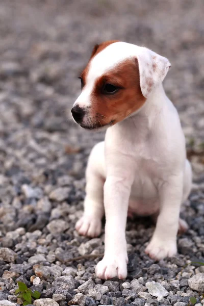 Puppy Jack Russell Terrier Kecil — Stok Foto