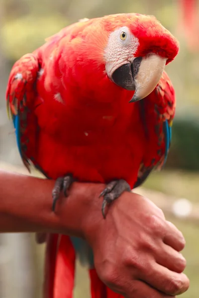 Красный алый ара приручил попугая — стоковое фото