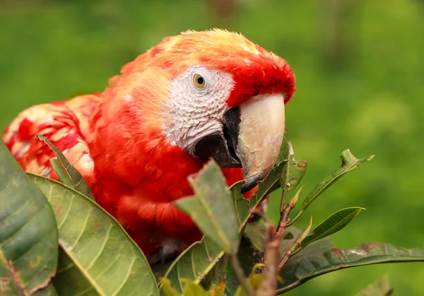 Красный алый попугай ара прячется в кустах — стоковое фото