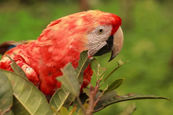 Amazone écarlate rouge — Photo