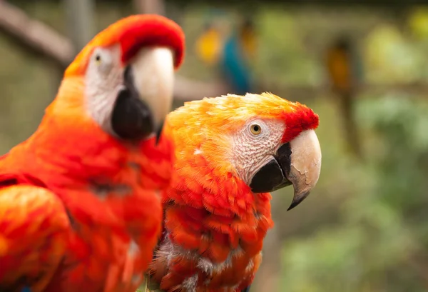 Scarlet Macaw Pair Parrot — Stock Photo, Image