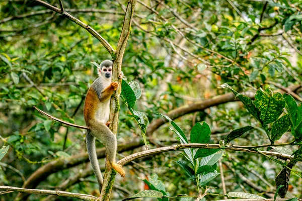 Обыкновенная белка-обезьяна — стоковое фото