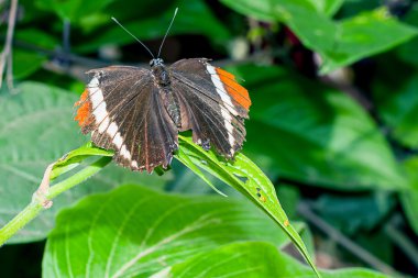  Adelpha Cytherea Linnaeus kelebek