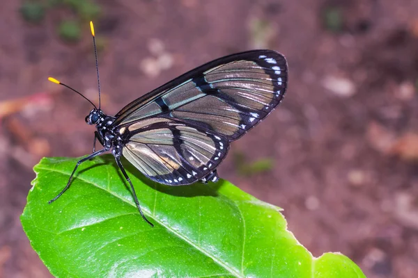 Black Transandina Cattle Heart Butterfly, Южная Америка — стоковое фото