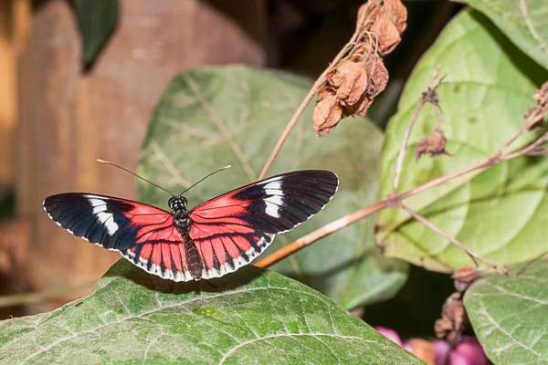 Transandina Cattle Heart Butterfly, Южная Америка — стоковое фото