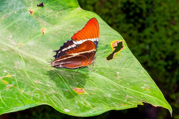 Adelpha Butterfly, Amazonian Rainforest — Stock Photo, Image