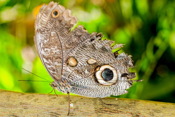 Гигантский Caligo Оилей бабочка — стоковое фото