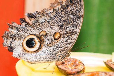 Baykuş kelebek Amazon yağmur ormanlarında