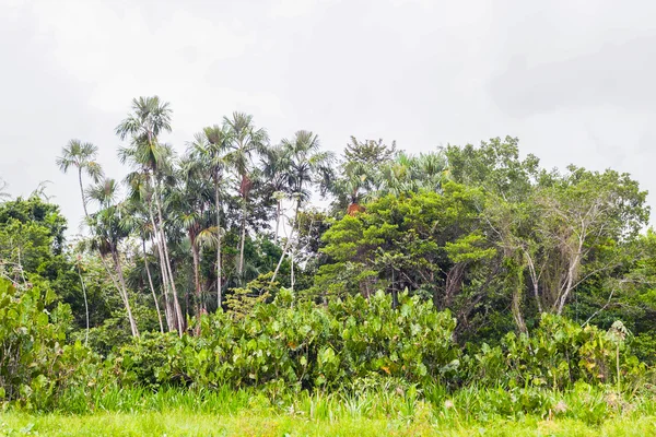 Amazonas-Dschungel, Ecuador, Südamerika — Stockfoto