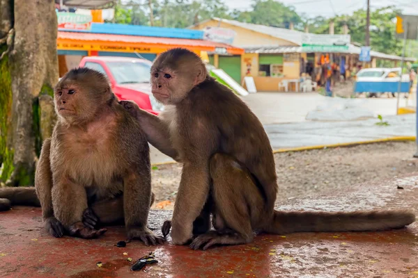 Пара обезьян, Южная Америка — стоковое фото