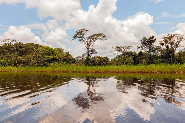 Пейзаж джунглей Амазонки — стоковое фото