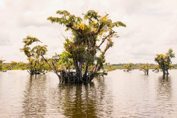 Vody stromy, Jižní Amerika — Stock fotografie