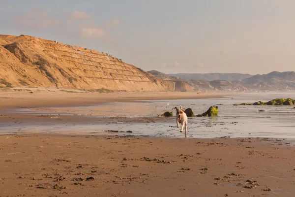 Jack Russell Terrier corriendo a toda velocidad en la playa — Foto de Stock