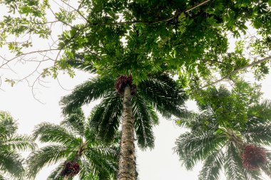 Palmiye ağaçları, Ecuador