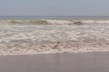 Jack Russell Terrier kadın köpek çalıştırır, atlar ve o dönemin oyunları 