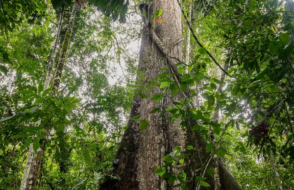 Pohon Kapok, Ceiba Pentandra, Ekuador — Stok Foto