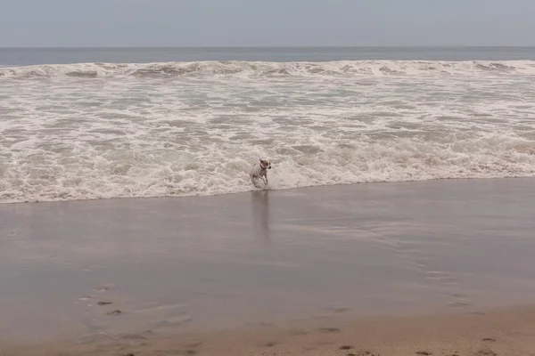 Pastor Russell Terrier corriendo a toda velocidad — Foto de Stock