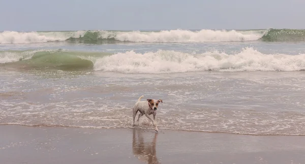 Verspielter Jack Russell Terrier Hund — Stockfoto