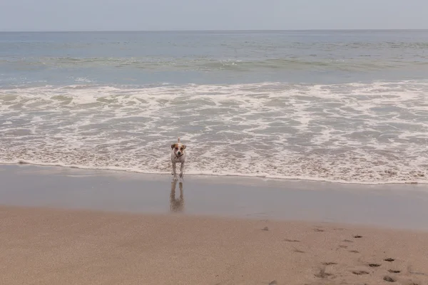 Jack Russell Terrier jugando con las olas — Foto de Stock