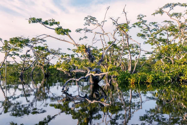 Vody stromy, Cuyabeno národní Park — Stock fotografie