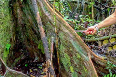 Deforestation, Tropical Rainforest clipart