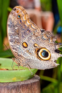 Bir güzel baykuş kelebek yakın çekim