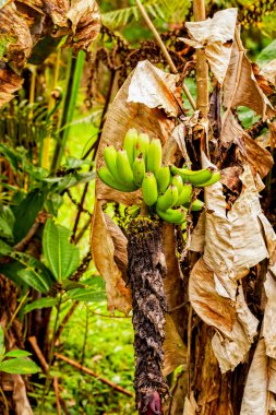 Muz ağacı, Güney Amerika