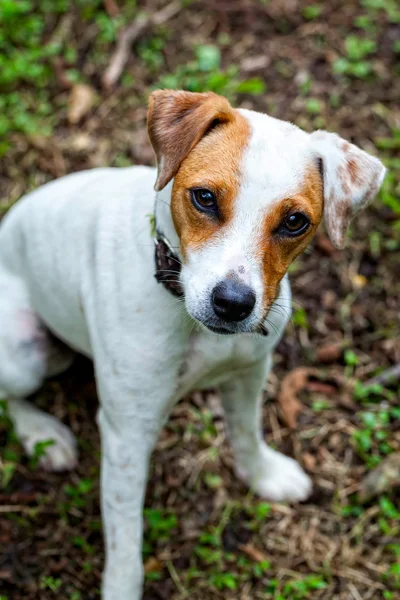 Close Up Of Parson Russell Terrier Puppy — Stock Photo, Image