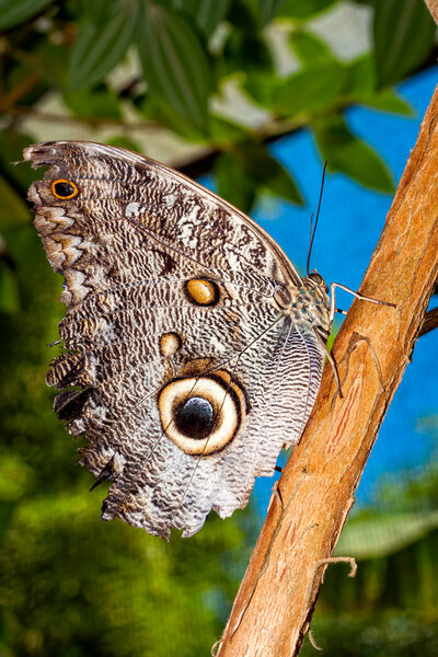 Giant Caligo Species, Tropical Rainforest
