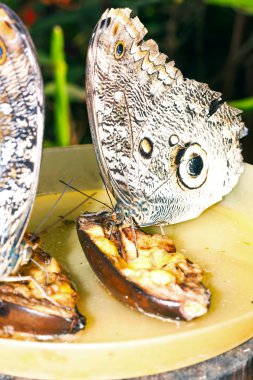 Çift baykuş kelebek, Ecuador