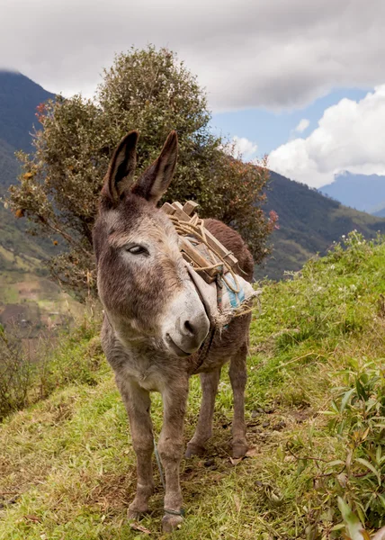 Grey Donkey, South America — Stock Photo, Image