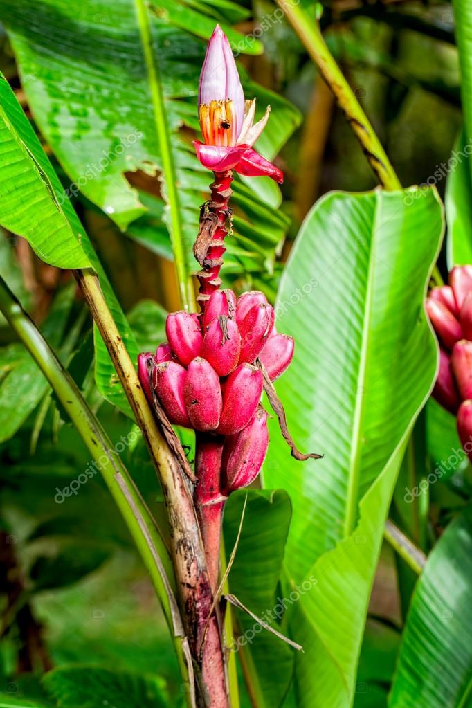 red banana tree in
