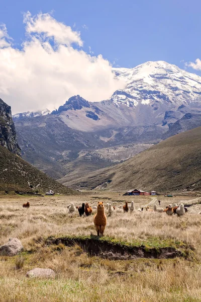 Llamas, Chimborazo Milli Parkı sürüsü