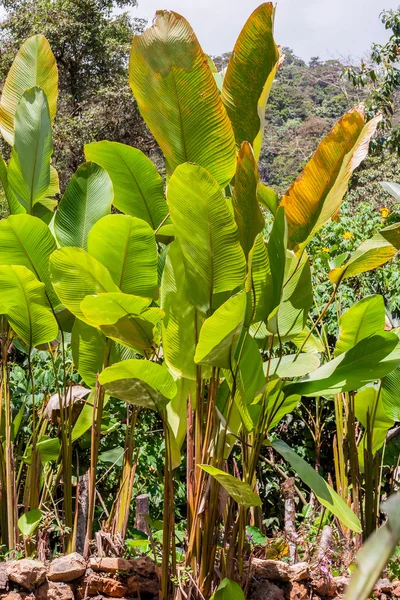 Plantas tropicais, Equador, América do Sul — Fotografia de Stock