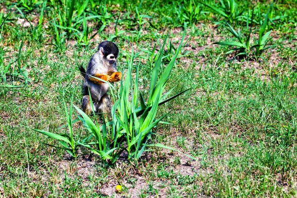 Veverčí opice, amazonská džungle — Stock fotografie