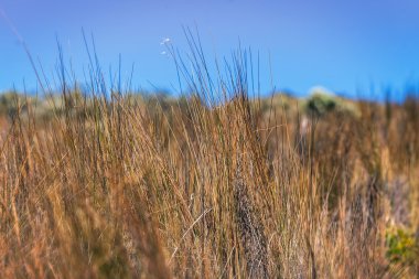 çayır ile yeşil çimen