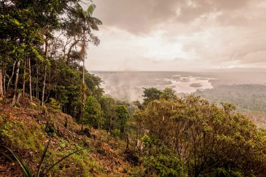 Amazon ormanları, Güney Amerika