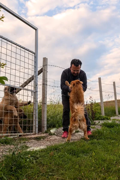 Счастливый Чоу Чоу Собака приветствует владельца — стоковое фото